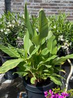 Prachtige grote en forse musella lasiocarpa banaan in pot!!, Tuin en Terras, Planten | Tuinplanten, Vaste plant, Halfschaduw, Zomer
