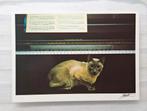 Bruine siamees op het krukje voor de piano, Ophalen of Verzenden, 1980 tot heden, Ongelopen, Hond of Kat