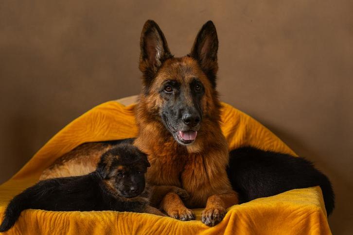 Duitse Herder Pups Te Koop – 2 Teefjes (KH & LSH), Dieren en Toebehoren, Honden | Herdershonden en Veedrijvers, Teef, Herder, Fokker | Hobbymatig