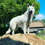 Liefdevol thuis gezocht voor Zwitserse Witte Herder, Dieren en Toebehoren, 6 jaar of ouder, Reu, Eén hond, Herder