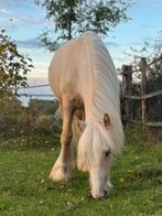 Lieve, mooie, grote Tinker ruin van 1,5 jaar familiepony, Dieren en Toebehoren, Pony's, Ruin