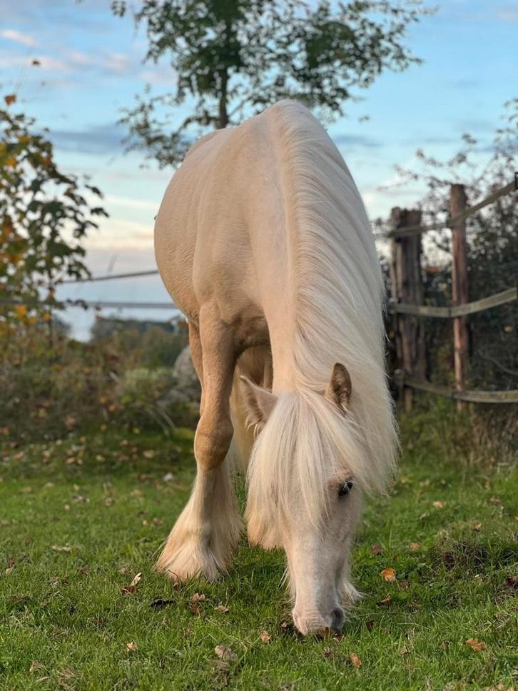 Lieve, mooie, grote Tinker ruin van 1,5 jaar familiepony, Dieren en Toebehoren, Pony's, Ruin