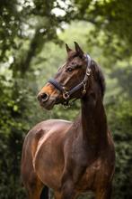Lieve ruin te koop, Dieren en Toebehoren, Paarden, Ruin, Niet van toepassing, Dressuurpaard, 7 tot 10 jaar