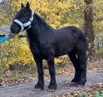 Super lieve git zwarte koudbloed merrie, 5jr, 1.68m, Dieren en Toebehoren, Paarden, Merrie, Zadelmak, 3 tot 6 jaar, Recreatiepaard