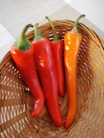 Peper beschikbaar voor biedingen