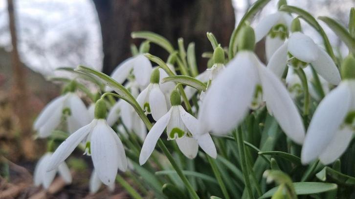 Sneeuwklokken, Tuin en Terras, Bloembollen en Zaden, Bloembol, Voorjaar, Halfschaduw, Ophalen of Verzenden