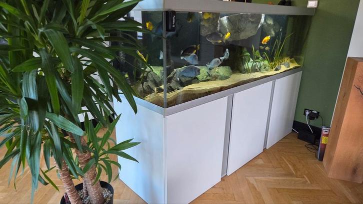 aquarium 720 L, 200 cm incl. malawi bestand en apparatuur, Dieren en Toebehoren, Vissen | Aquaria en Toebehoren, Gebruikt, Gevuld zoetwateraquarium
