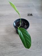 Monstera Colombia - Zeldzame kamerplant, Ophalen of Verzenden, Halfschaduw, Minder dan 100 cm