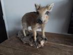 Opgezet Frishling baby zwijntje taxidermie, Verzamelen, Ophalen of Verzenden, Gebruikt, Beeldje of Figuurtje