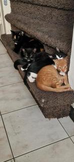 3x europese korthaar kittens, Dieren en Toebehoren, Katten en Kittens | Overige Katten