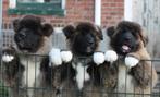 American Akita pups beschikbaar, Nederland, Overige rassen, CDV (hondenziekte), 8 tot 15 weken