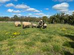 Gezocht grasland, tijdelijke begrazing, Dieren en Toebehoren, Stalling en Weidegang, Weidegang