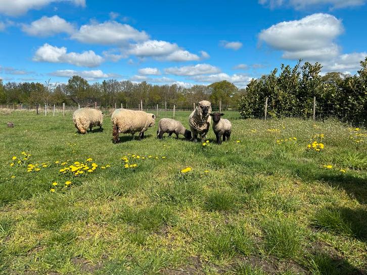 Gezocht grasland, tijdelijke begrazing, Dieren en Toebehoren, Stalling en Weidegang, Weidegang