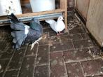 Mooie Pauwstaart duiven  3 st. Gratis op halen, Ophalen of Verzenden