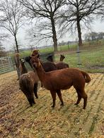 Alpaca merrie s drachtig, Dieren en Toebehoren, Overige Dieren, Mei, Vrouwelijk