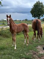 Vrijwillige hulp gezocht, Dieren en Toebehoren, Stalling en Weidegang, Weidegang, 4 paarden of pony's of meer