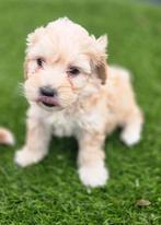 MOOIE MALTIPOO PUPS, Dieren en Toebehoren, Honden | Niet-rashonden, Nederland, CDV (hondenziekte), 8 tot 15 weken, Meerdere dieren