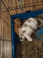 Klein konijntje, Mannelijk, Hangoor