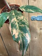 Philodendron caramel marble plant pink roze rose variegata, Huis en Inrichting, Kamerplanten, Ophalen of Verzenden, Halfschaduw