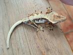 Wimpergekko vrouw Lilly white, Dieren en Toebehoren, Hagedis