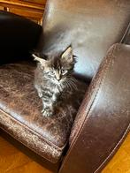 Te koop kittens