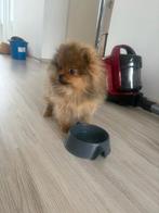 Pomeriaan pup met stamboom (unieke sable/lavendel kleur), Dieren en Toebehoren, Particulier, 15 weken tot 1 jaar, Reu, Buitenland