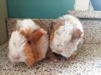 2 broertjes. Peruvian en alpaca, Dieren en Toebehoren, Cavia, Mannelijk, Tam, Oktober