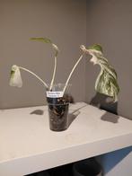 Monstera Albo Variegata  jonge plant   nr 3, Huis en Inrichting, Kamerplanten, Ophalen of Verzenden, Halfschaduw, Minder dan 100 cm