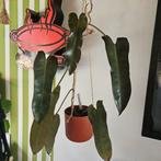 Philondendron atabapoense, Ophalen, Overige soorten, Minder dan 100 cm