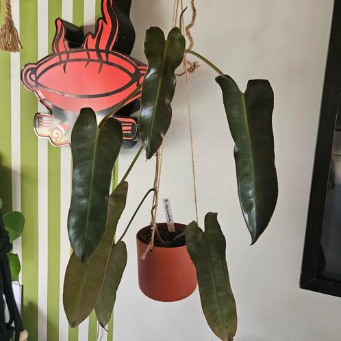 Philondendron atabapoense, Huis en Inrichting, Kamerplanten, Overige soorten, Minder dan 100 cm, Ophalen