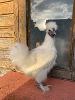 Witte zijdehoen haantje juli 2025, Dieren en Toebehoren, Pluimvee, Mannelijk, Kip