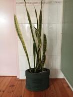 Sansevieria, 100 tot 150 cm, Halfschaduw, Ophalen