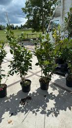Camelia’s dr king super groot vakantie aanbieding 24,50, Tuin en Terras, Planten | Tuinplanten, Vaste plant, Halfschaduw, Lente