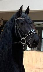 8 jarige Barokke Friese Ruin met Karakter en Kwaliteit, Dieren en Toebehoren, Paarden, Ruin, Dressuurpaard, L, 7 tot 10 jaar