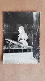 Circus / IJsberenact Willy Hagenbeck/ 1959., Ophalen of Verzenden, Gebruikt