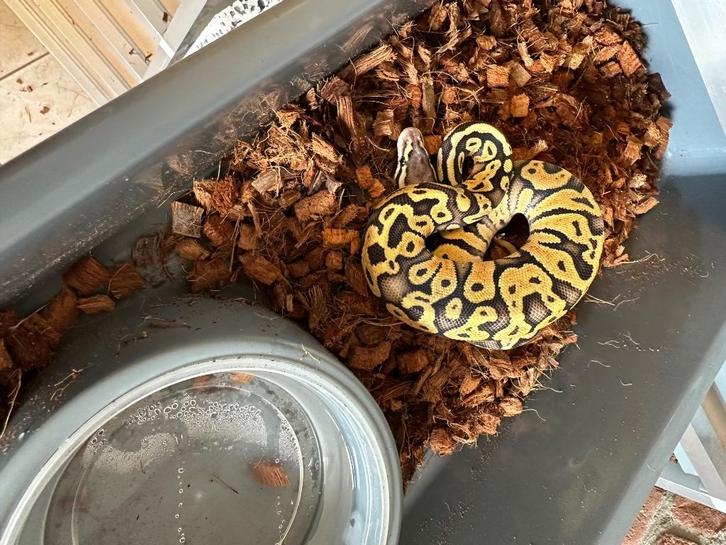 Rekken kweken koningspythons, Dieren en Toebehoren, Reptielen en Amfibieën, Slang, 0 tot 2 jaar, Tam