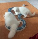 ❤️Brits korthaar en langhaar met EU passpoort, chip, Poes, Gechipt, 0 tot 2 jaar