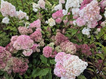 Pluimhortensia Fraise Melba beschikbaar voor biedingen