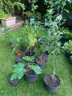Diverse planten, Tuin en Terras, Planten | Fruitbomen, Ophalen, Minder dan 100 cm, Lente, In pot