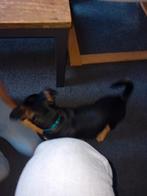 Lieve Black tan reu puppy jack russel, Reu, Eén hond, Nederland, Particulier