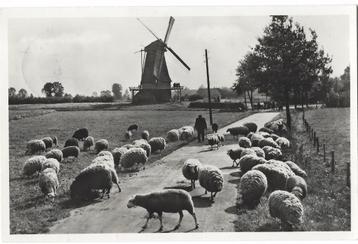Barchem, Schaapherder bij de Zwiepse molen beschikbaar voor biedingen