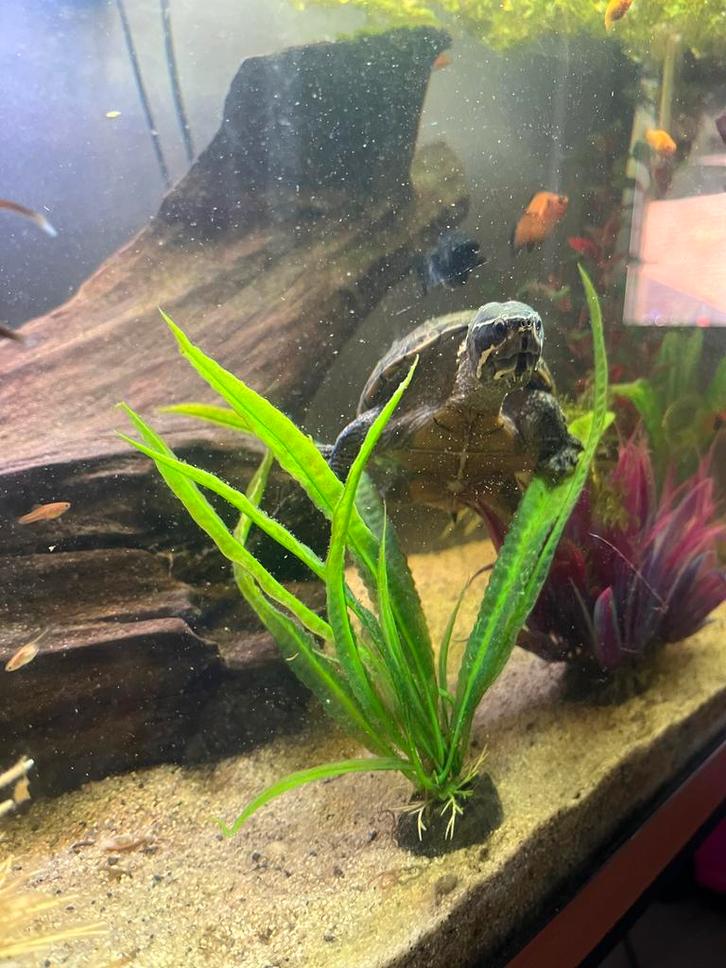 Juwel aquarium 1,20 breed incl schildpadden en vissen, Dieren en Toebehoren, Vissen | Aquariumvissen, Vis