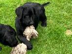 Zwarte labrador pups (alleen nog een reutje), Rabiës (hondsdolheid), 8 tot 15 weken, Labrador retriever, Meerdere