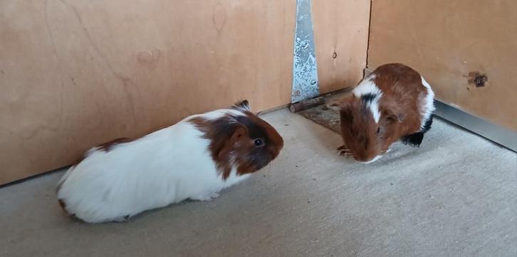 CAVIA'S, Dieren en Toebehoren, Knaagdieren, Oktober