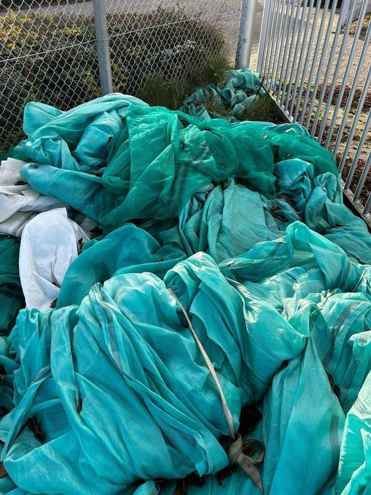 Steigergaas, Tuin en Terras, Planten | Fruitbomen, Overige soorten, Minder dan 100 cm, Volle zon, Zomer, Ophalen