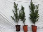 Taxus plantgoed in 9 cm pot., Ophalen