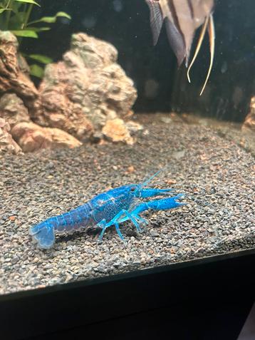 Blauwe Florida rivierkreeft beschikbaar voor biedingen