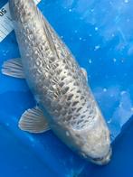 Ginrin kabuto 2 jaar koi, Dieren en Toebehoren, Vissen | Vijvervissen, Karper of Koi