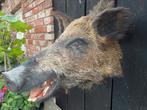 Zwijnenkop, wild zwijn, preparaat, opgezet, taxidermie, Ophalen of Verzenden, Gebruikt, Wild dier, Gewei of Kop