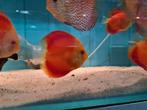 Discus Red Melon Albino, Symphysodon Discus, Dieren en Toebehoren, Vis, Zoetwatervis